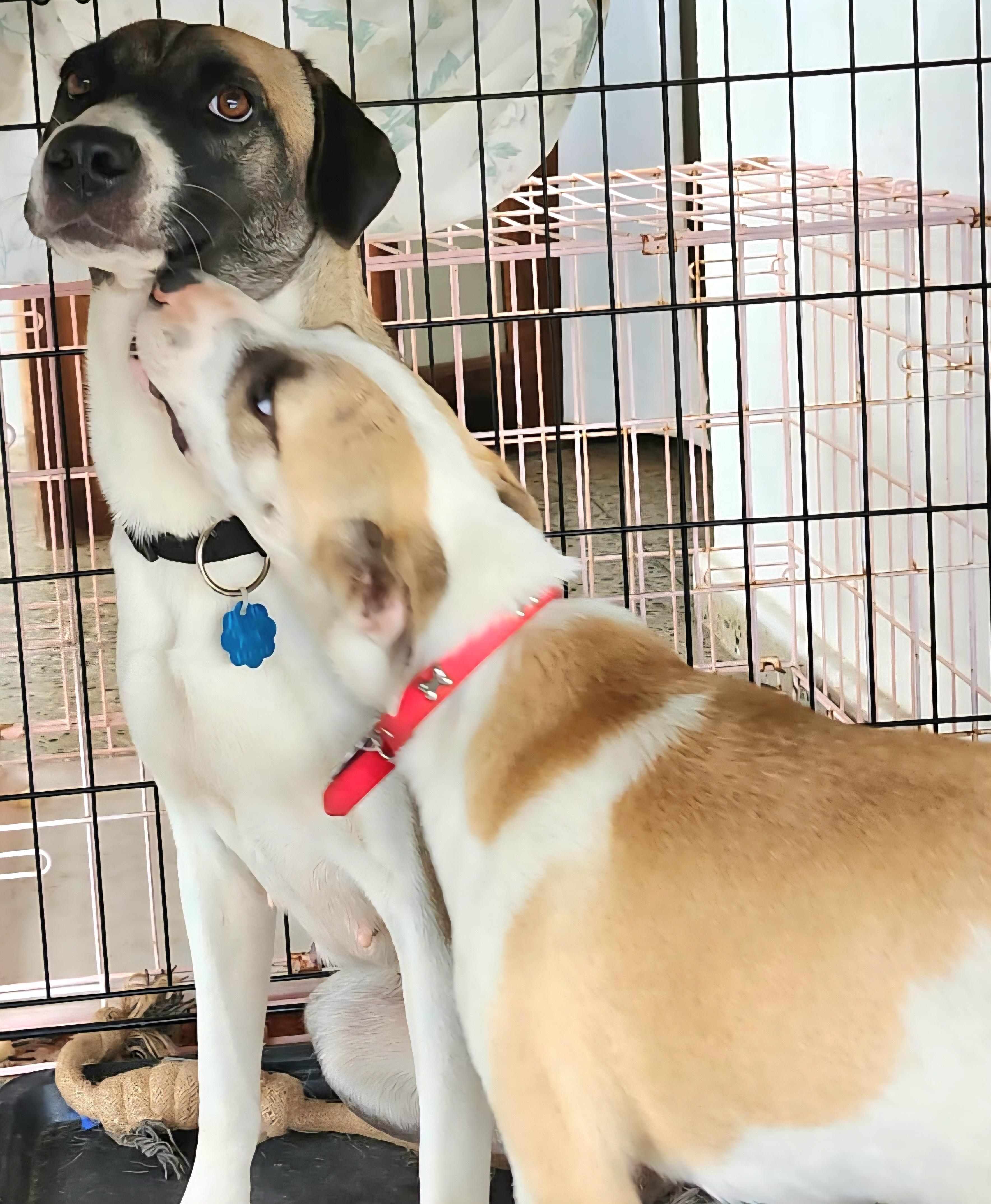 Hecate "a Gentle Beauty." thumbnail 5