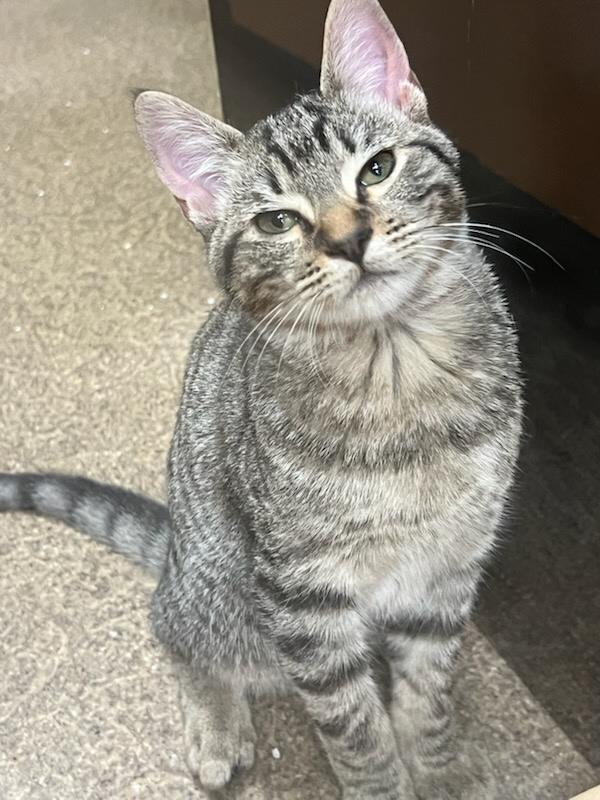 Enlarge Subaru, a Adopted Calico in Tallahassee, FL image 4/4