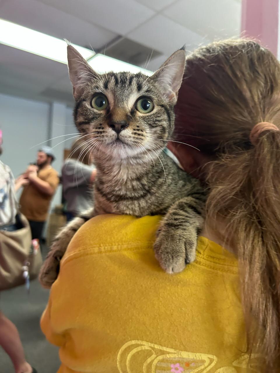 Enlarge Subaru, a Adopted Calico in Tallahassee, FL image 3/4