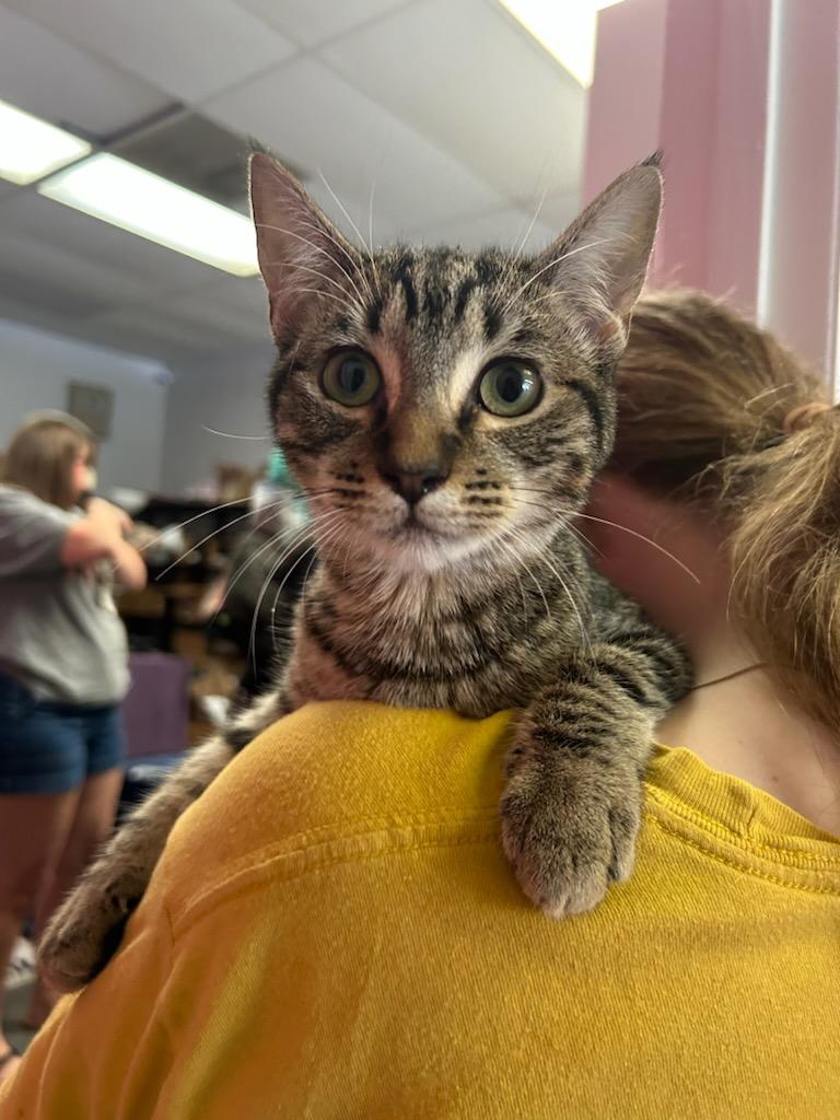 Enlarge Subaru, a Adopted Calico in Tallahassee, FL image 2/4
