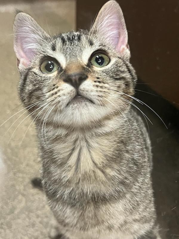 Subaru, Adopted, Young Female Calico.