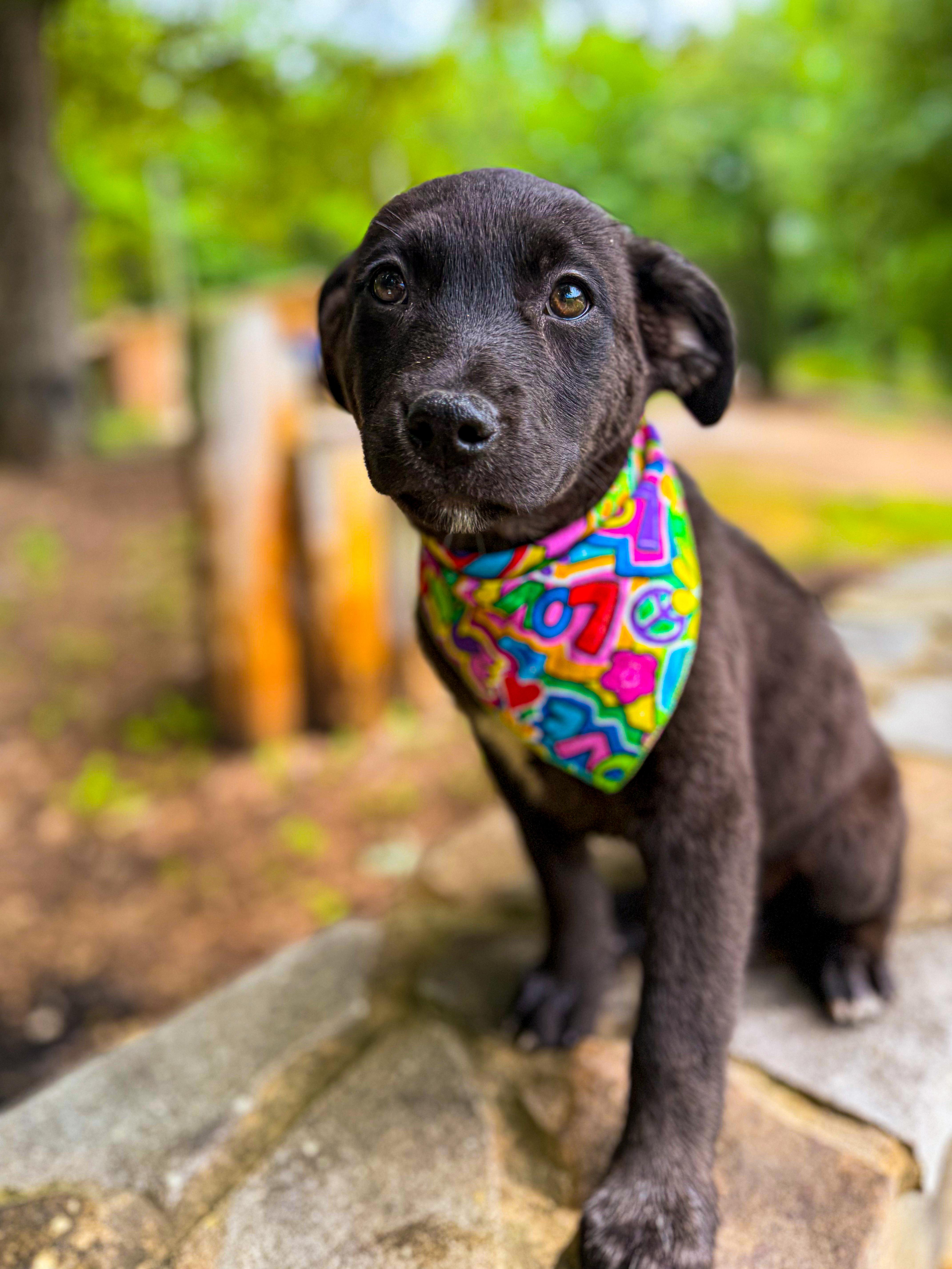 Lacey, Adoptable, Young Female Labrador Retriever & Black Labrador Retriever.