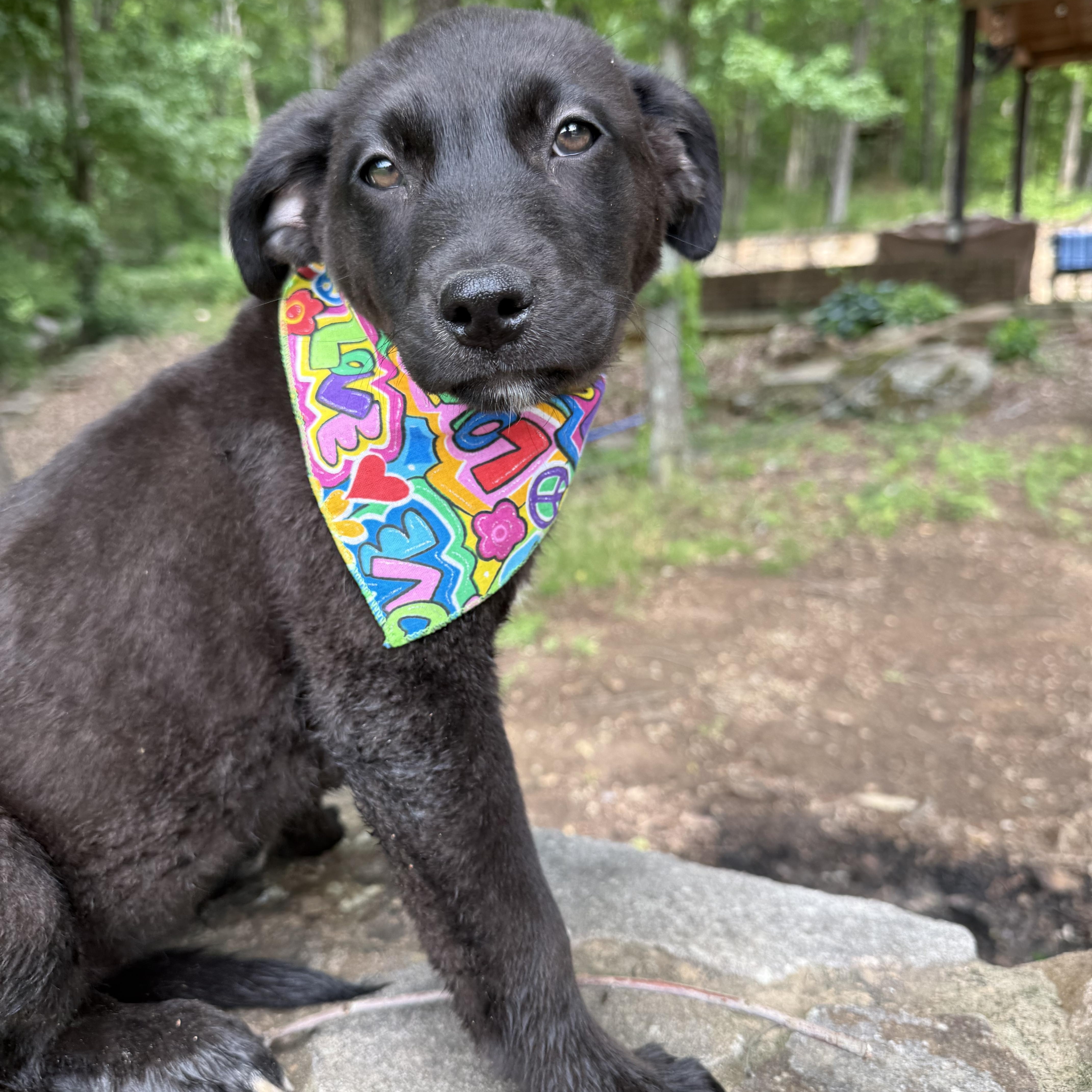 Lacey, a Adoptable mixed breed in Newfoundland, NJ image 2/2