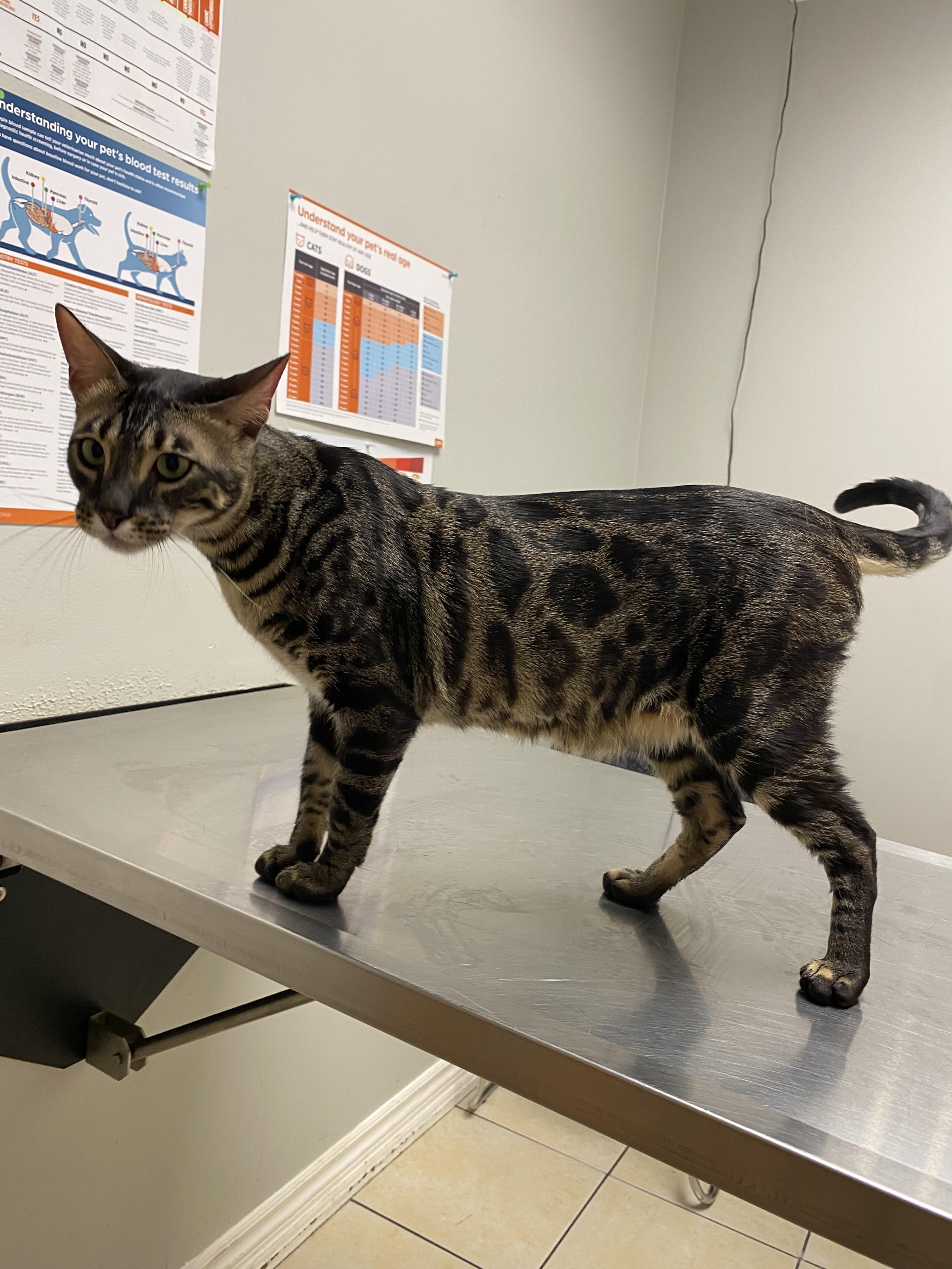 Enlarge Hazel & Juniper, a Adoptable Bengal in Clarksburg, ON image 3/5
