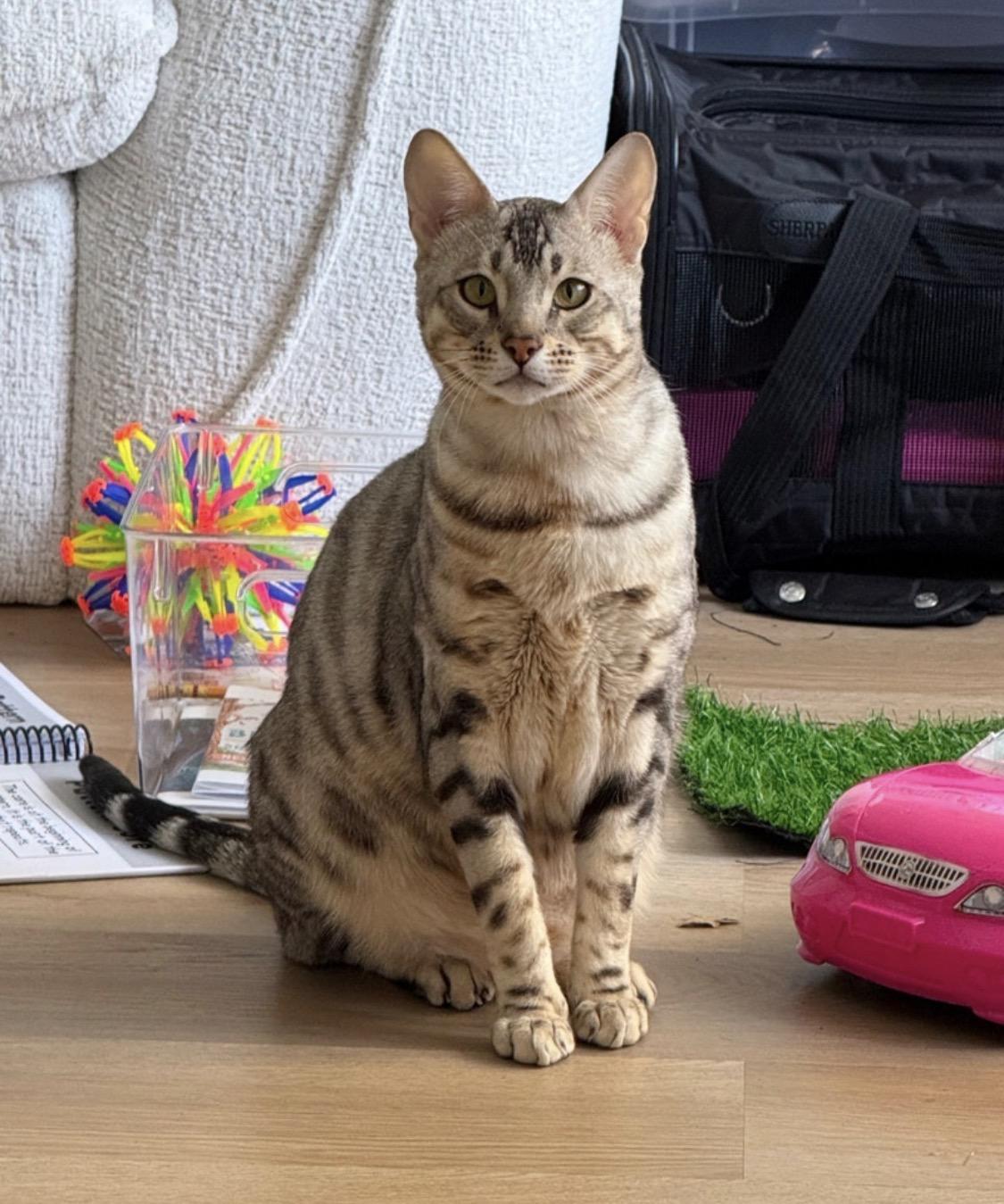 Enlarge Hazel & Juniper, a Adoptable Bengal in Clarksburg, ON image 5/5