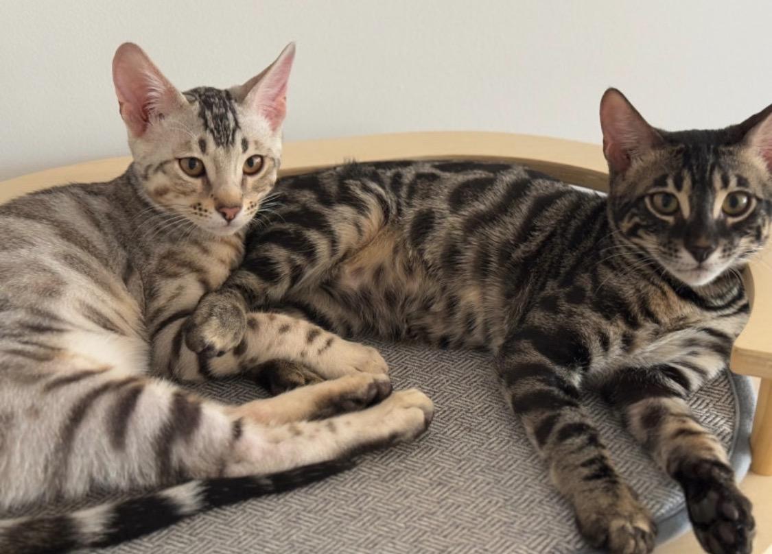 Enlarge Hazel & Juniper, a Adoptable Bengal in Clarksburg, ON image 2/5