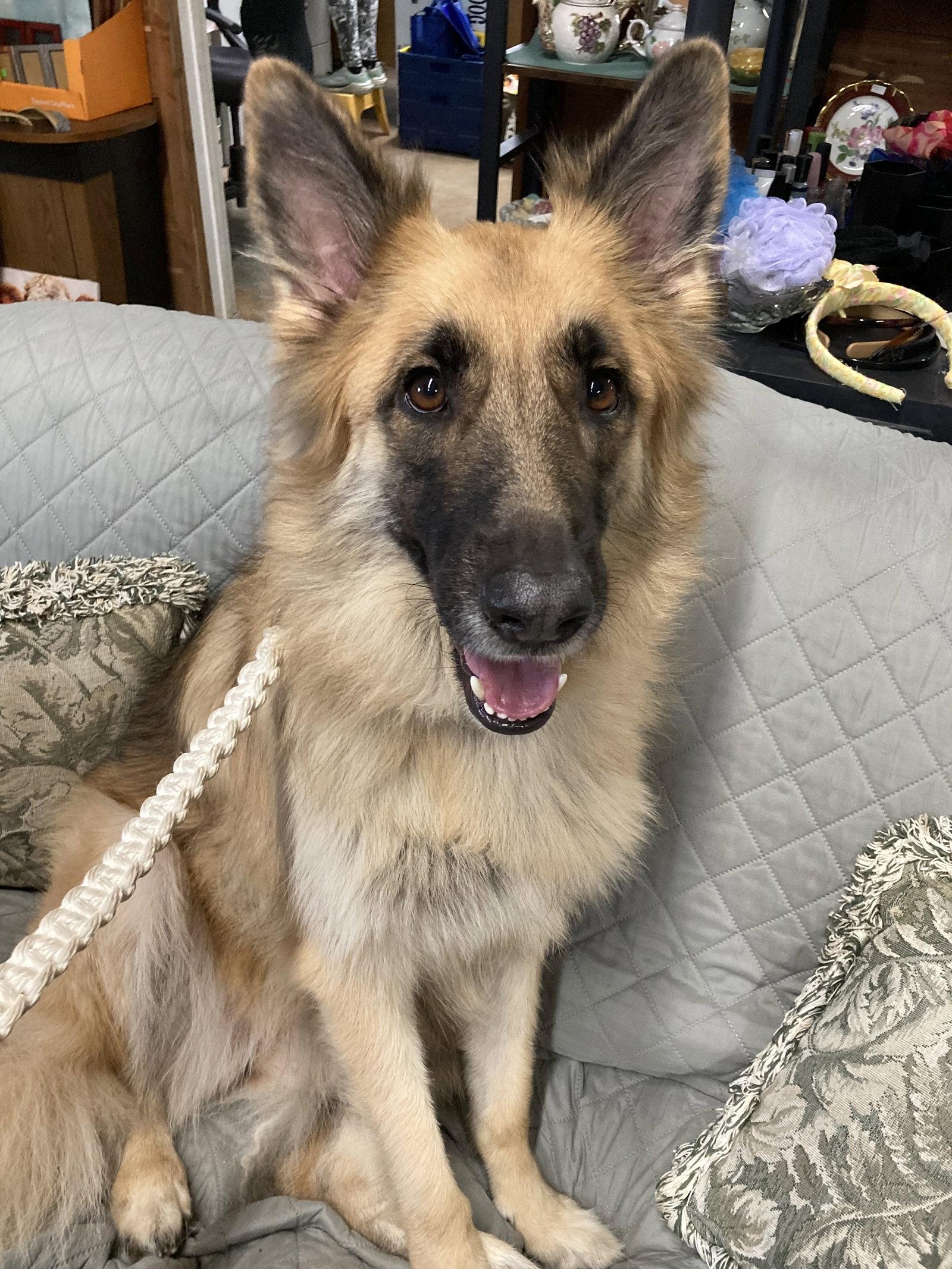 Demi, Adoptable, Adult Female German Shepherd Dog.