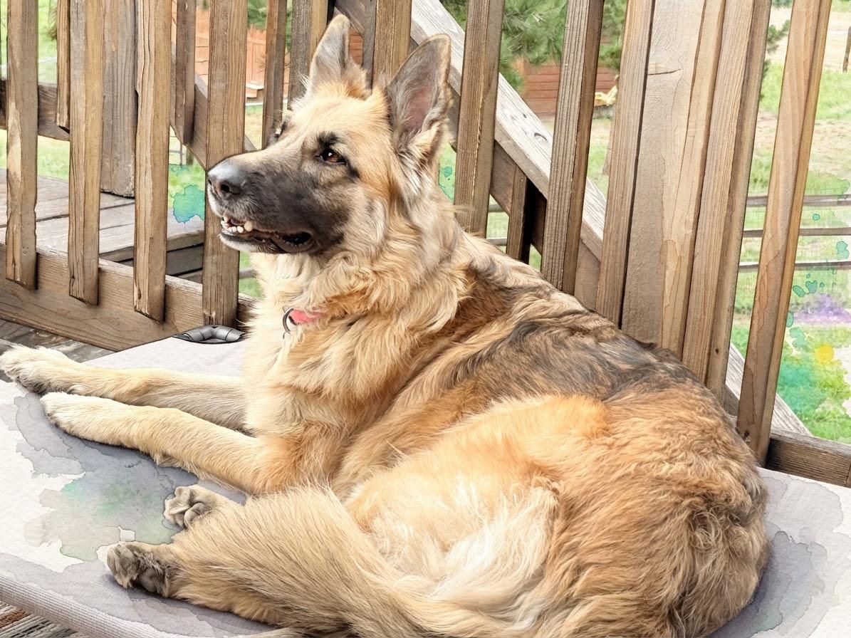 Enlarge Demi, a Adoptable German Shepherd Dog in Evergreen, CO image 2/3