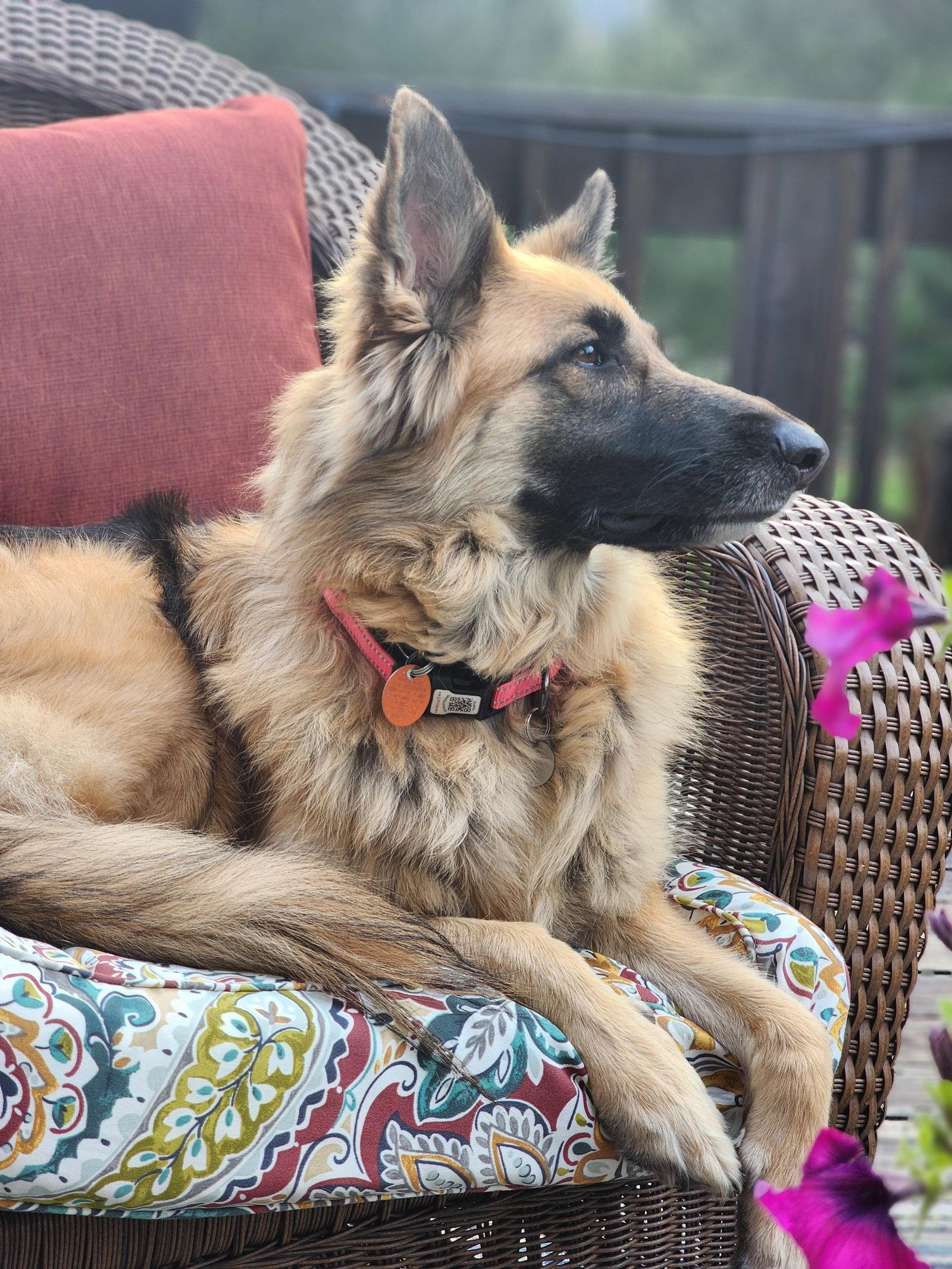 Enlarge Demi, a Adoptable German Shepherd Dog in Evergreen, CO image 3/3