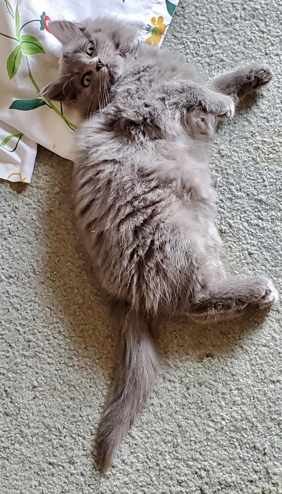 Smokey