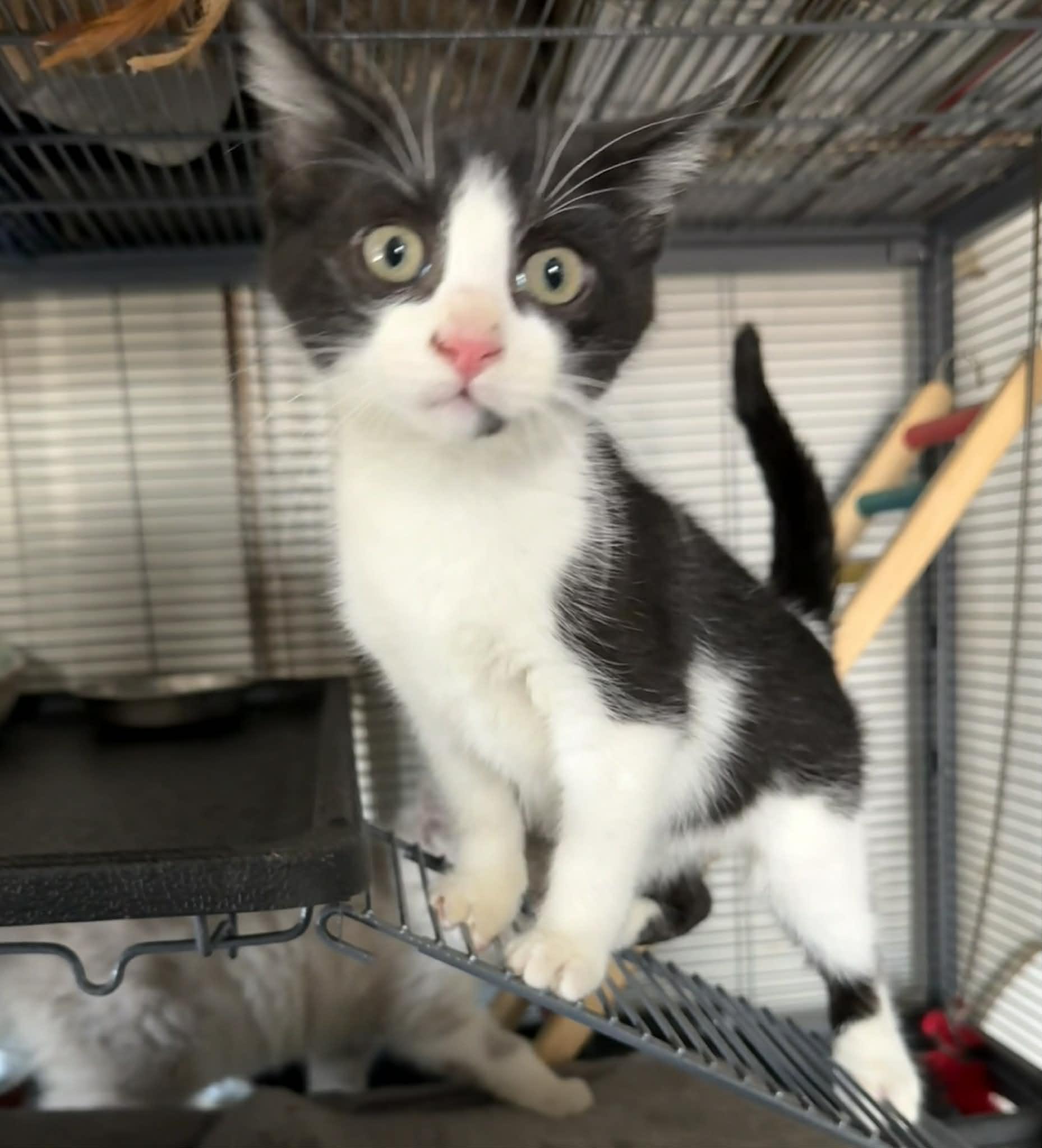Bessie, ADOPTABLE, Kitten Female Domestic Short Hair.