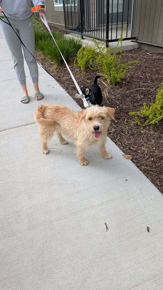 Enlarge Dolly Parton, a Adopted mixed breed in Parker, CO image 1/2