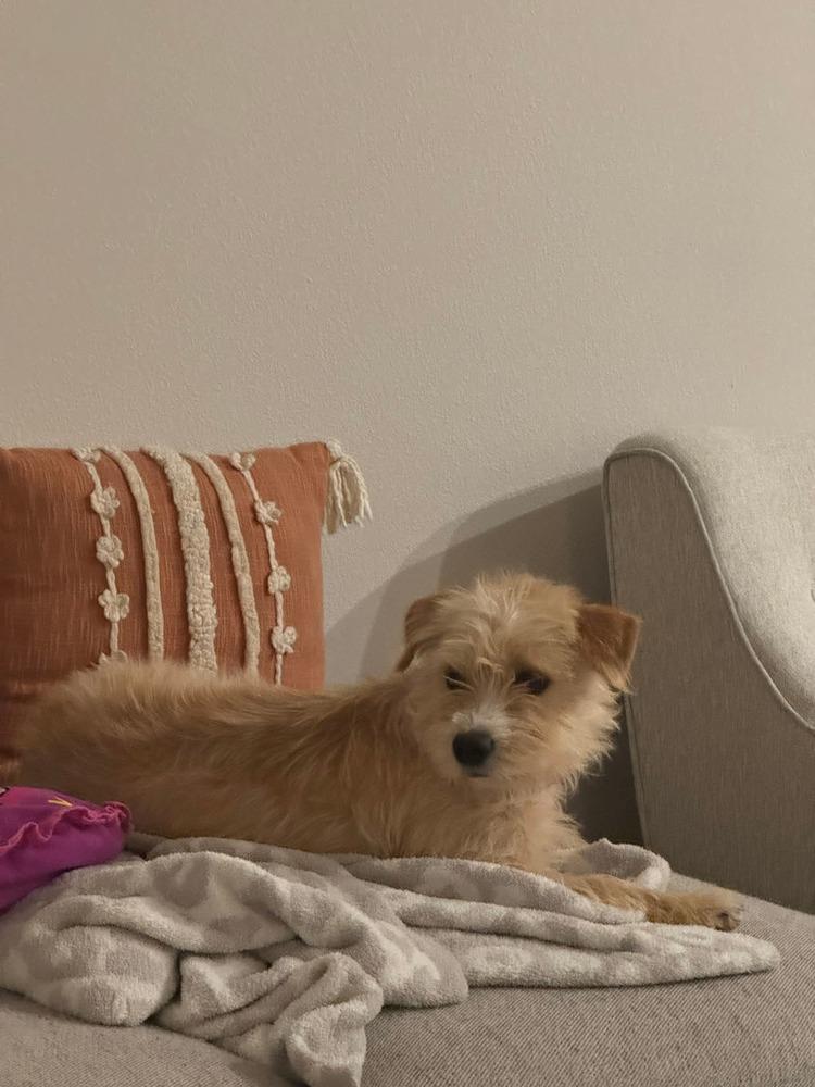 Enlarge Dolly Parton, a Adopted mixed breed in Parker, CO image 2/2