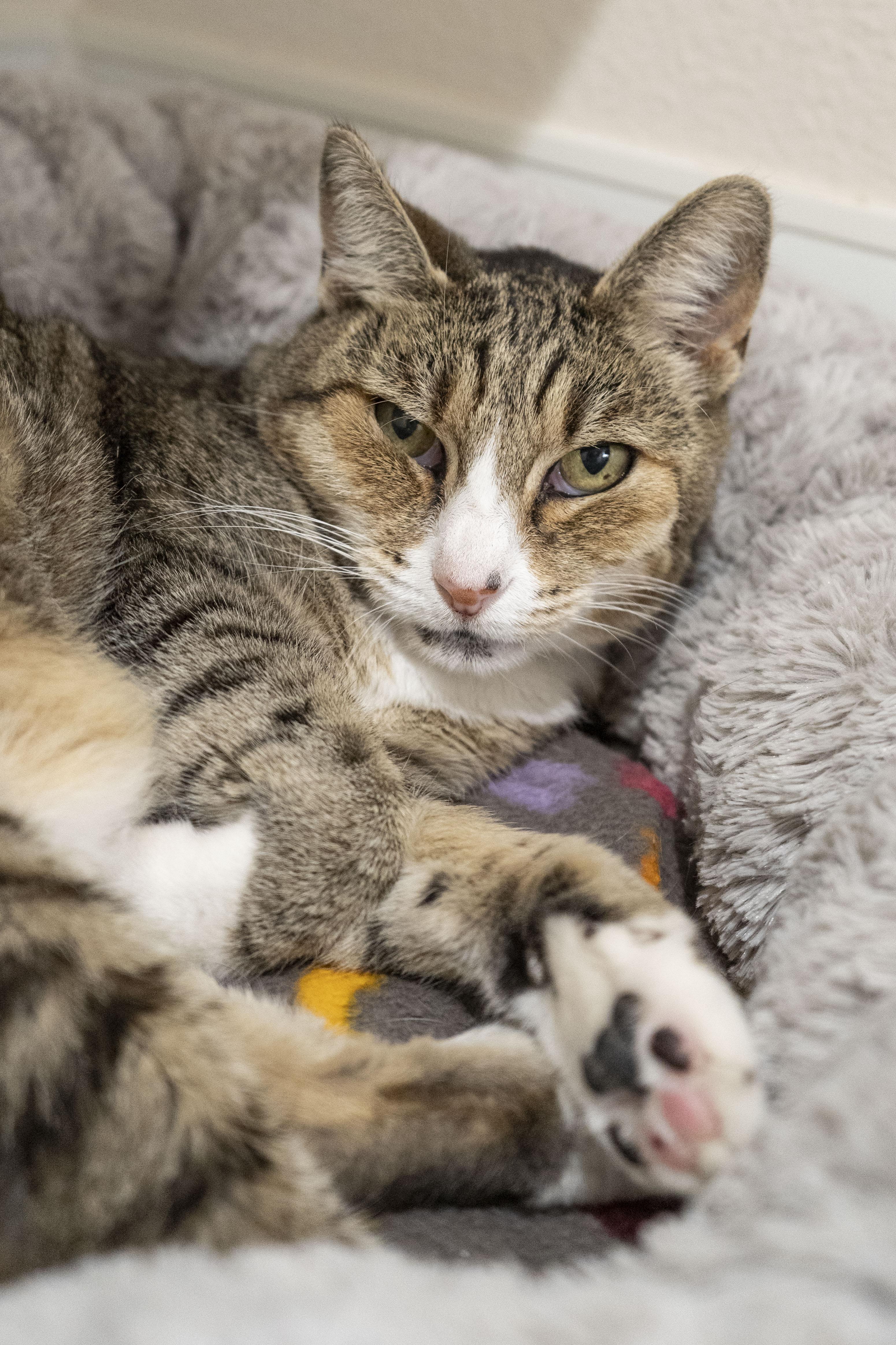 Keke, Adoptable, Adult Female Domestic Short Hair.
