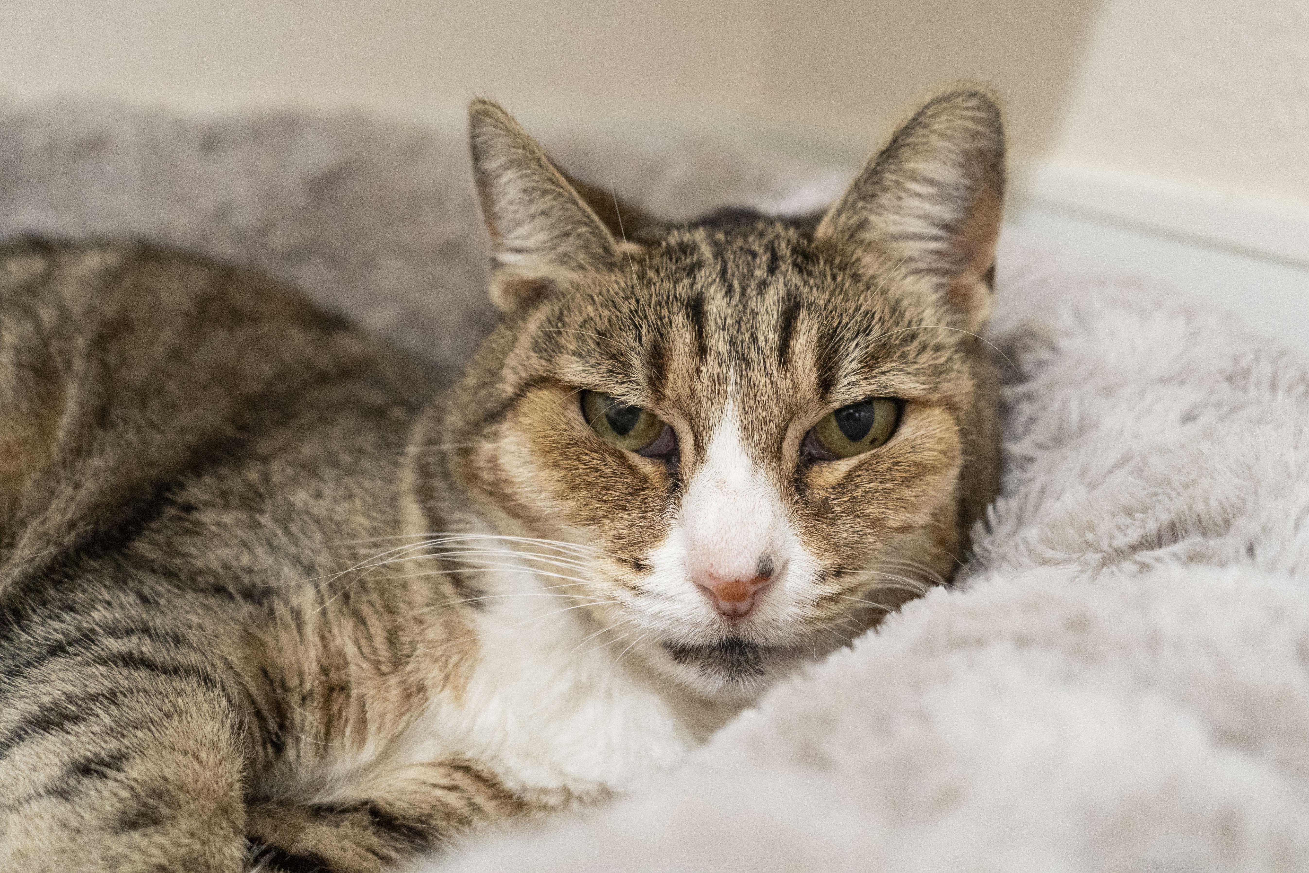 Enlarge Keke, a Adoptable Domestic Short Hair in Boise, ID image 2/2