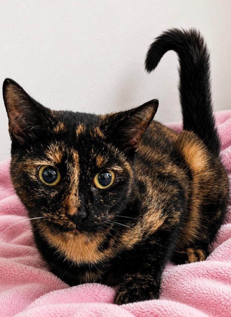 Jaden, Adoptable, Young Female Domestic Short Hair.