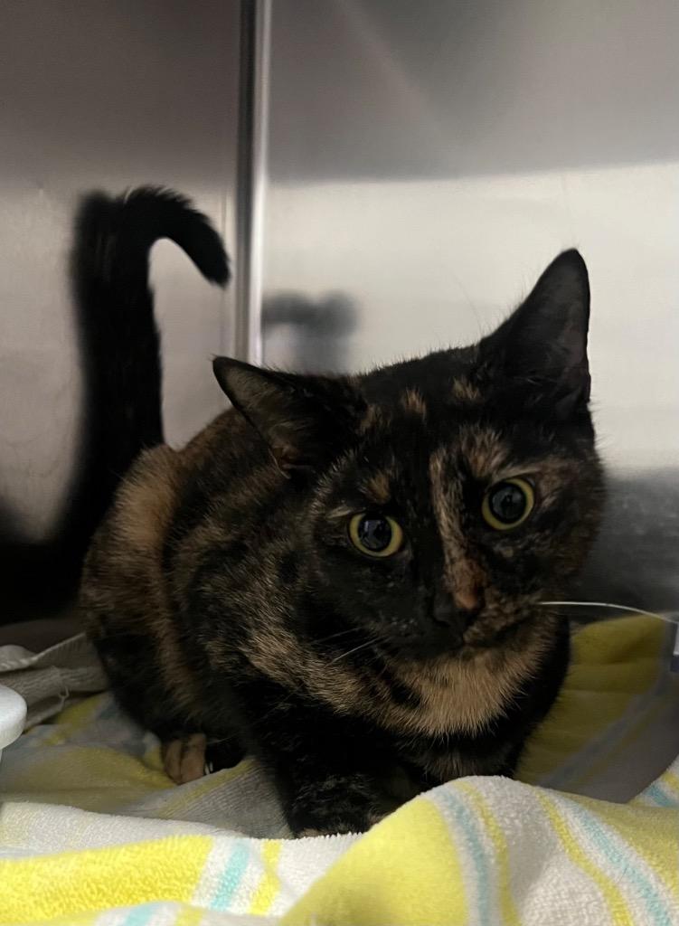 Enlarge Jaden, a Adoptable mixed breed in Labelle, FL image 2/2