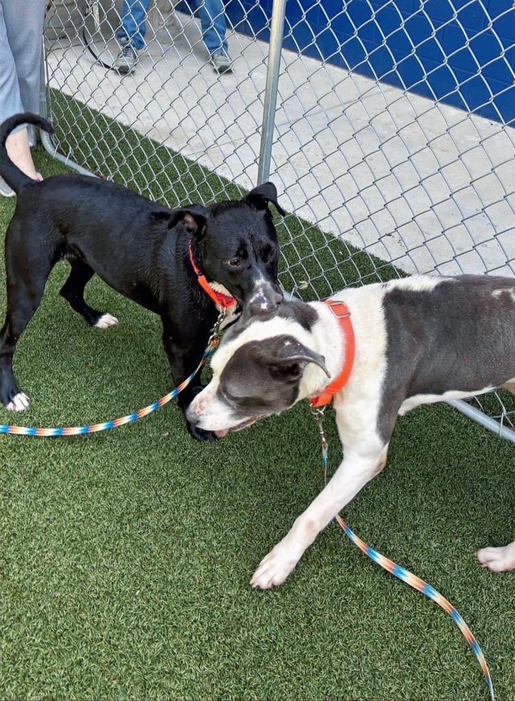 Minnesota, Adoptable, Adult Female Pit Bull Terrier & Labrador Retriever.
