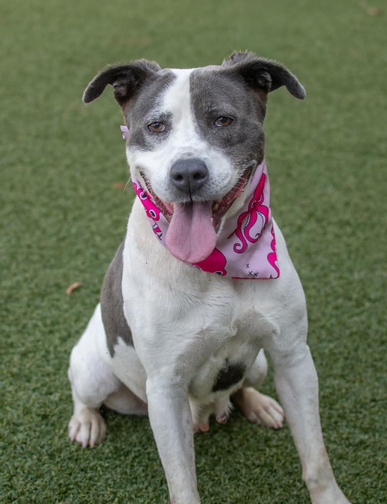 Minnesota, a Adoptable mixed breed in Hartsville, SC image 2/5
