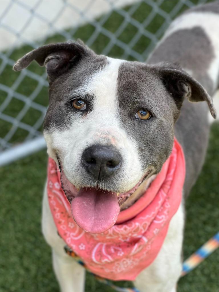 Minnesota, a Adoptable mixed breed in Hartsville, SC image 3/5