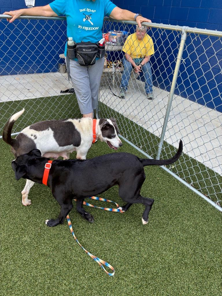 Minnesota, a Adoptable mixed breed in Hartsville, SC image 4/5