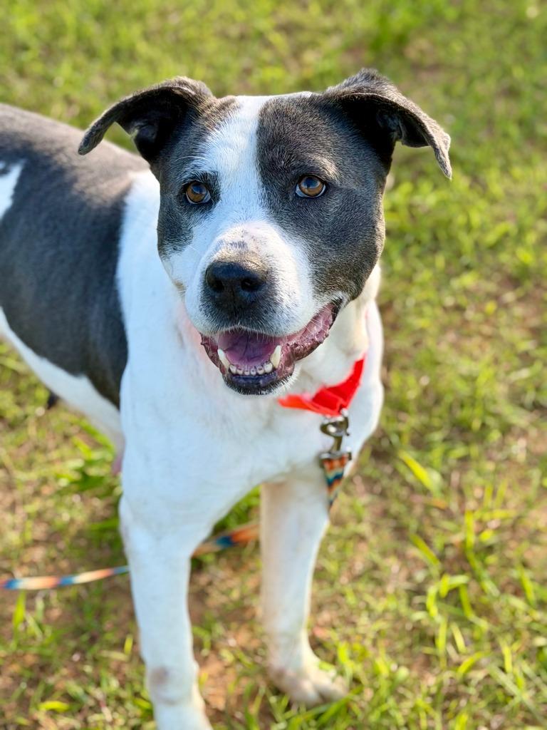 Minnesota, a Adoptable mixed breed in Hartsville, SC image 5/5
