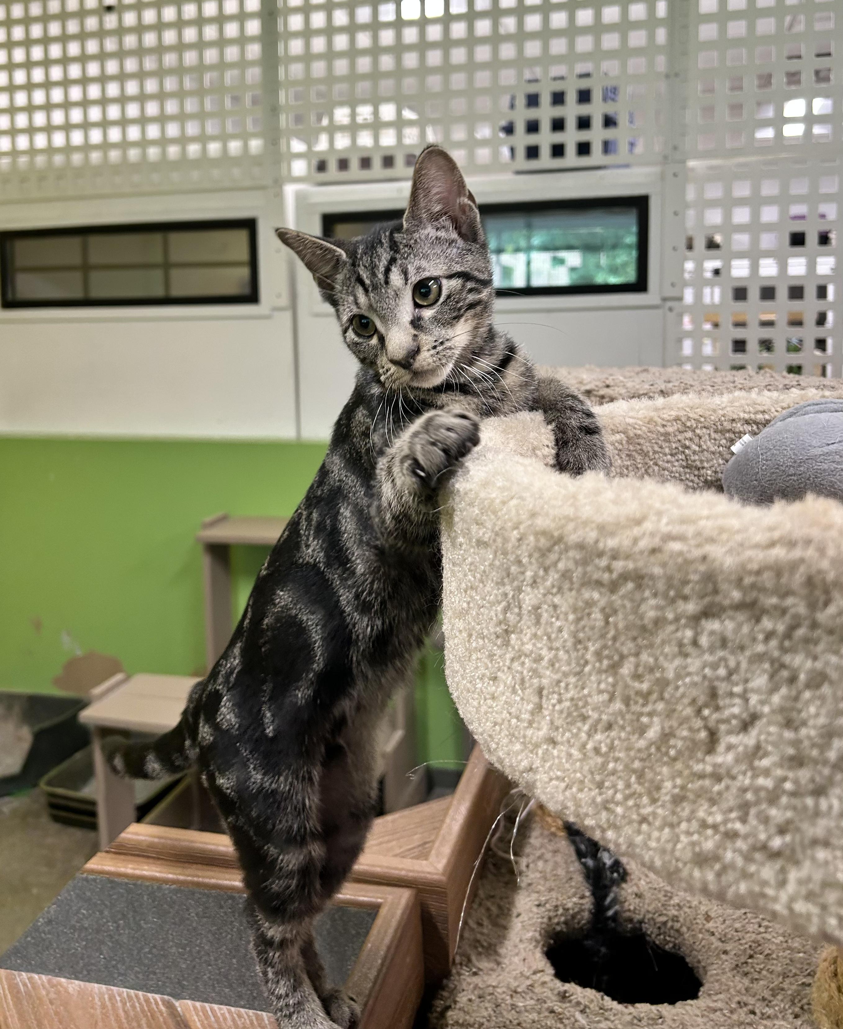 Jamie, Adoptable, Young Male Domestic Short Hair.