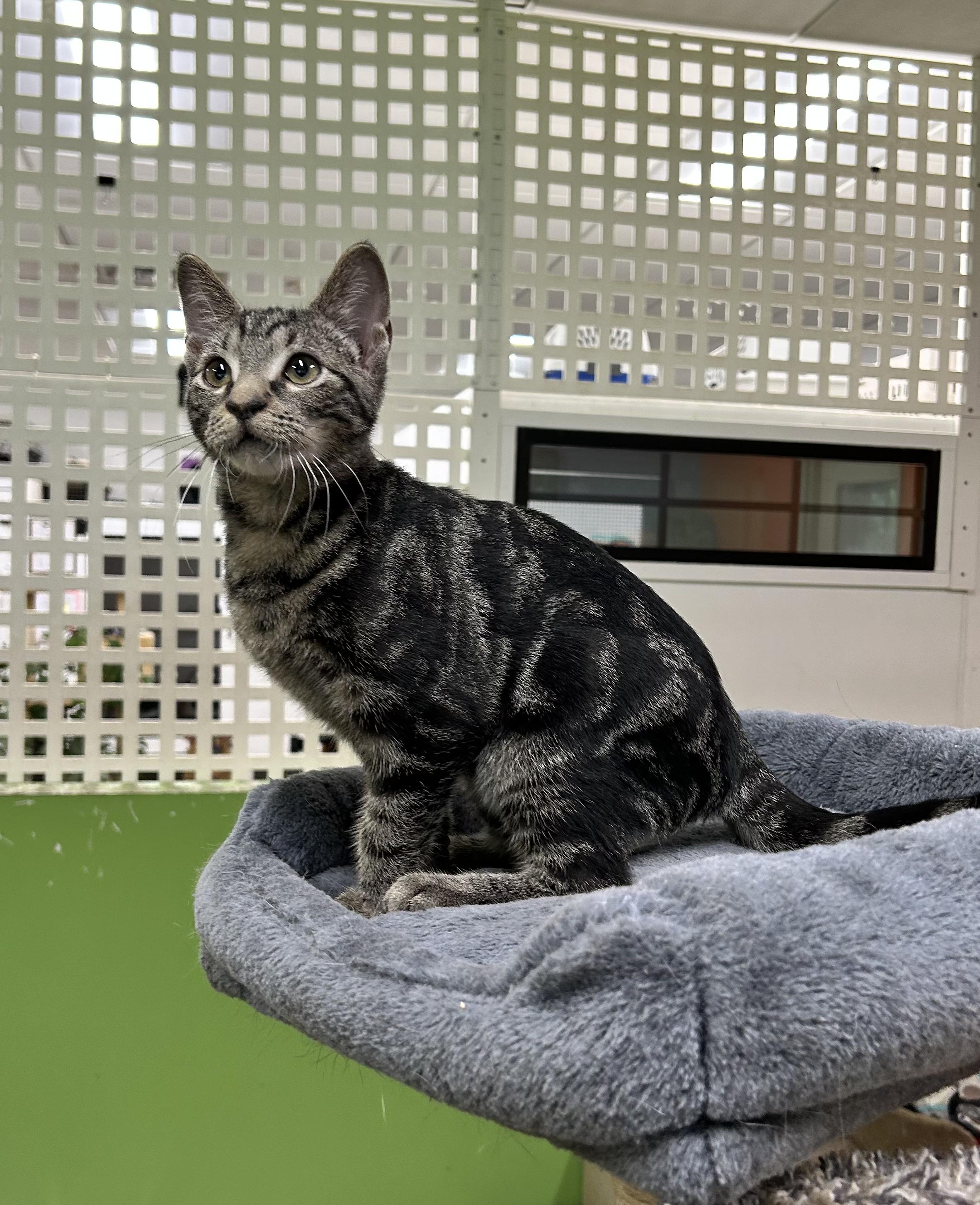 Jamie, a Adoptable Domestic Short Hair in Edgewood, MD image 2/6