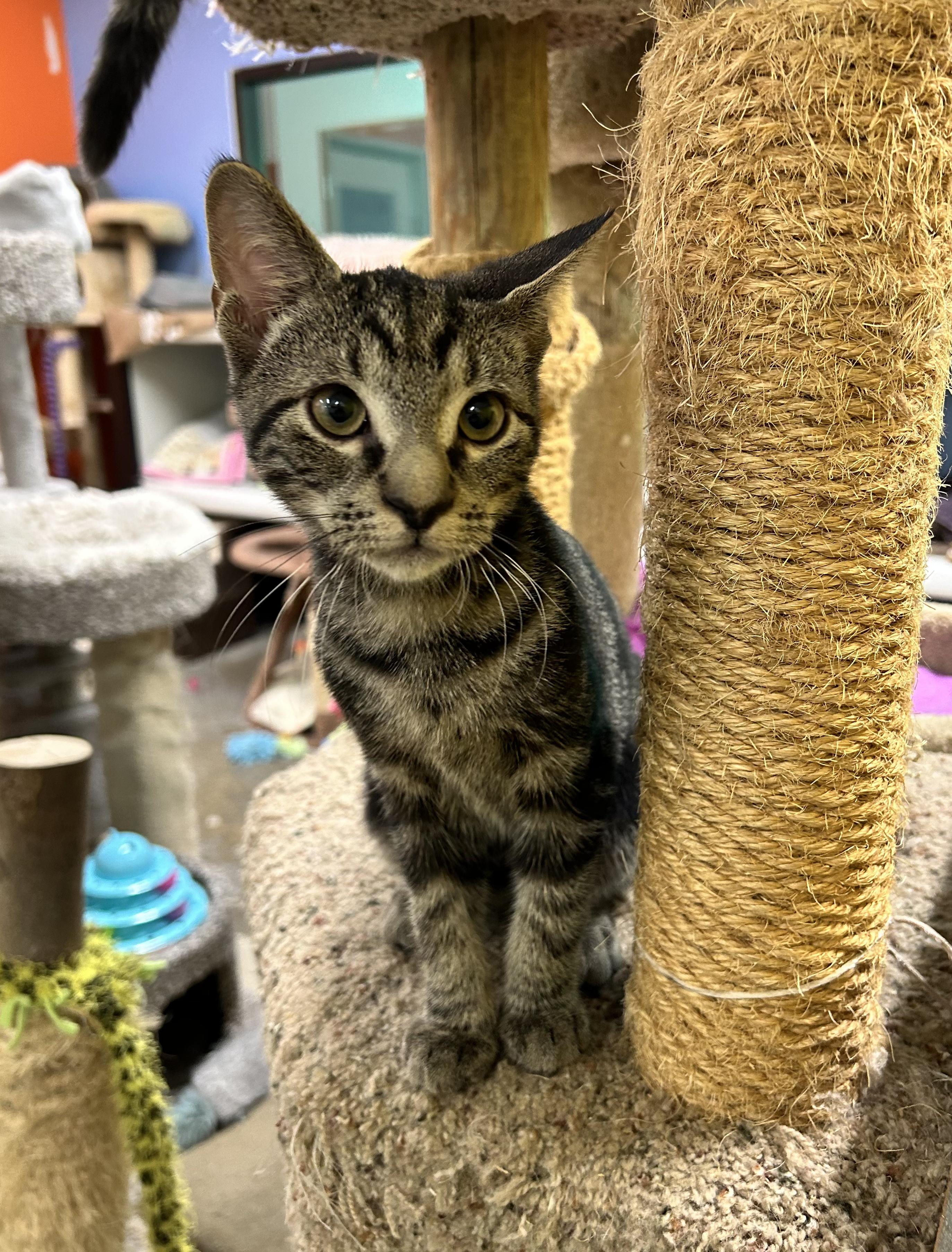 Jamie, a Adoptable Domestic Short Hair in Edgewood, MD image 5/6