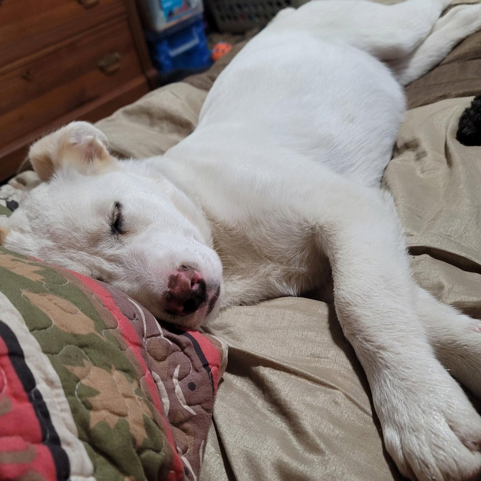 Sassafras, Adoptable, Puppy Female Labrador Retriever.