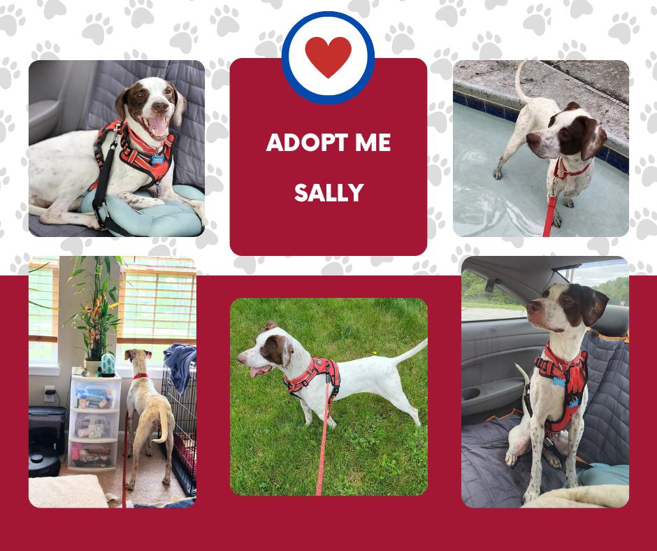 Enlarge Sally (OH), a ADOPTABLE English Pointer in Bridgeton, NJ image 1/1