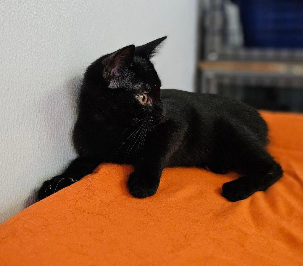 Gemma, Adoptable, Kitten Female Domestic Short Hair.