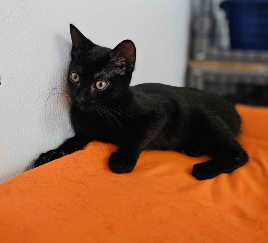 Enlarge Gemma, a Adoptable Domestic Short Hair in Lovingston, VA image 2/3