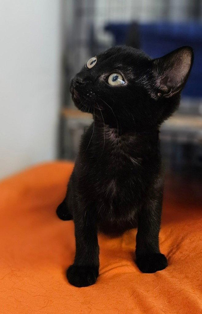 Enlarge Gemma, a Adoptable Domestic Short Hair in Lovingston, VA image 3/3
