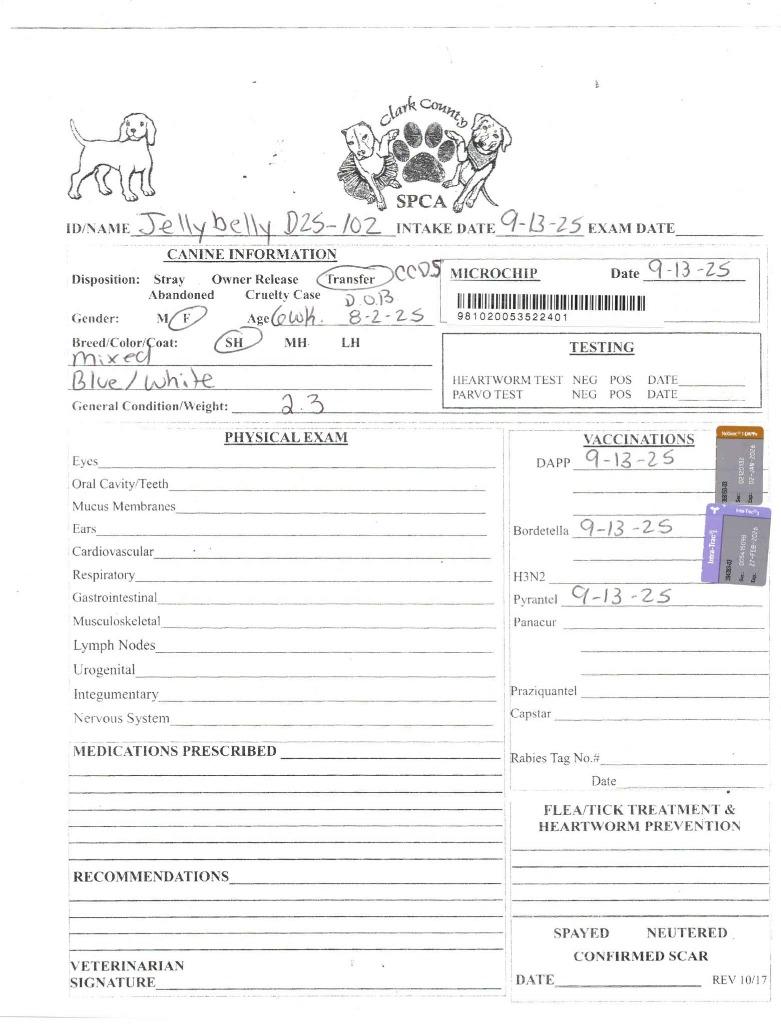 Enlarge Jellybelly, a Adoptable mixed breed in Springfield, OH image 1/6