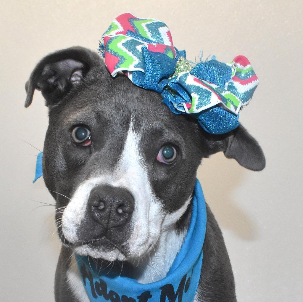 Enlarge Jellybelly, a Adoptable mixed breed in Springfield, OH image 2/6