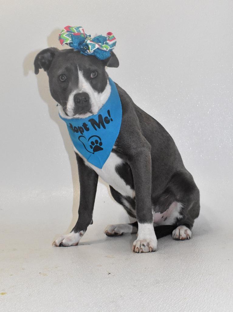 Enlarge Jellybelly, a Adoptable mixed breed in Springfield, OH image 3/6