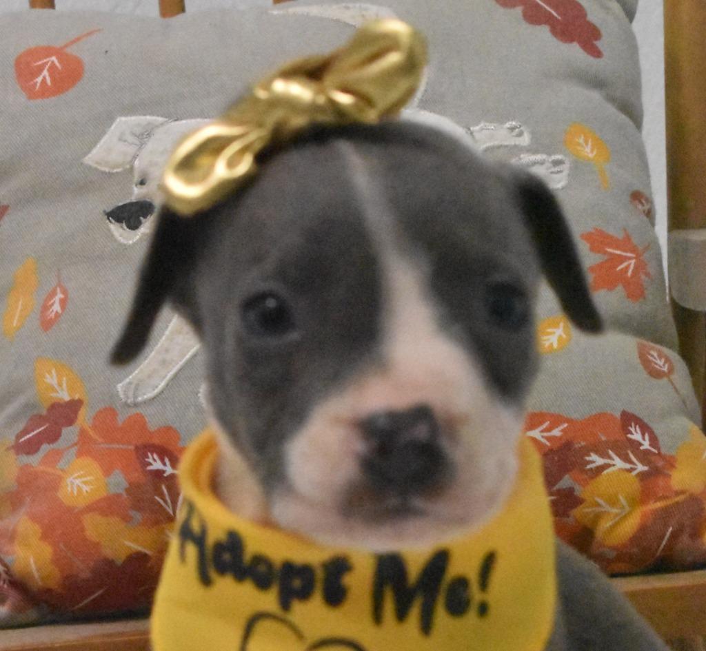 Enlarge Jellybelly, a Adoptable mixed breed in Springfield, OH image 4/6