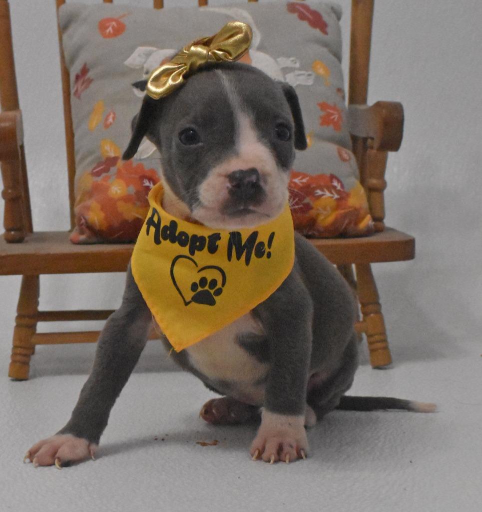 Enlarge Jellybelly, a Adoptable mixed breed in Springfield, OH image 5/6