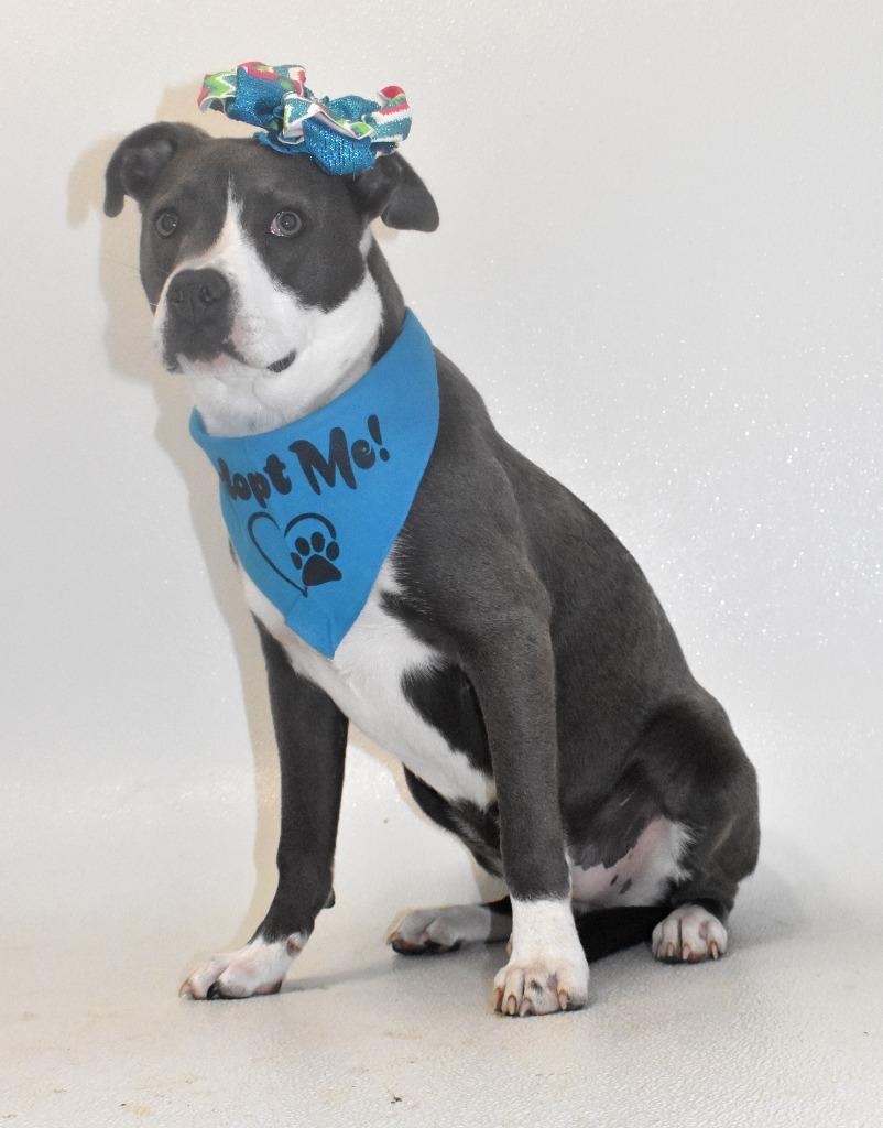 Enlarge Jellybelly, a Adoptable mixed breed in Springfield, OH image 6/6