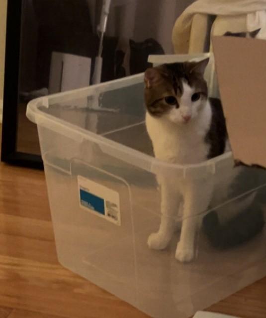 Obi, a Adoptable Domestic Short Hair in Washington Grove, MD image 3/4