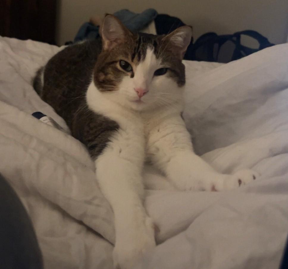 Obi, a Adoptable Domestic Short Hair in Washington Grove, MD image 1/4