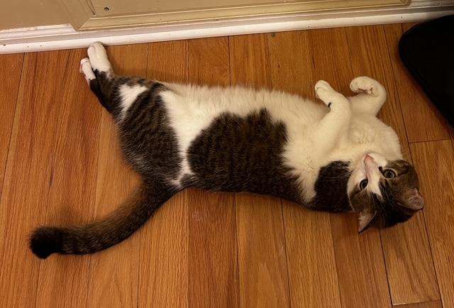 Obi, a Adoptable Domestic Short Hair in Washington Grove, MD image 4/4