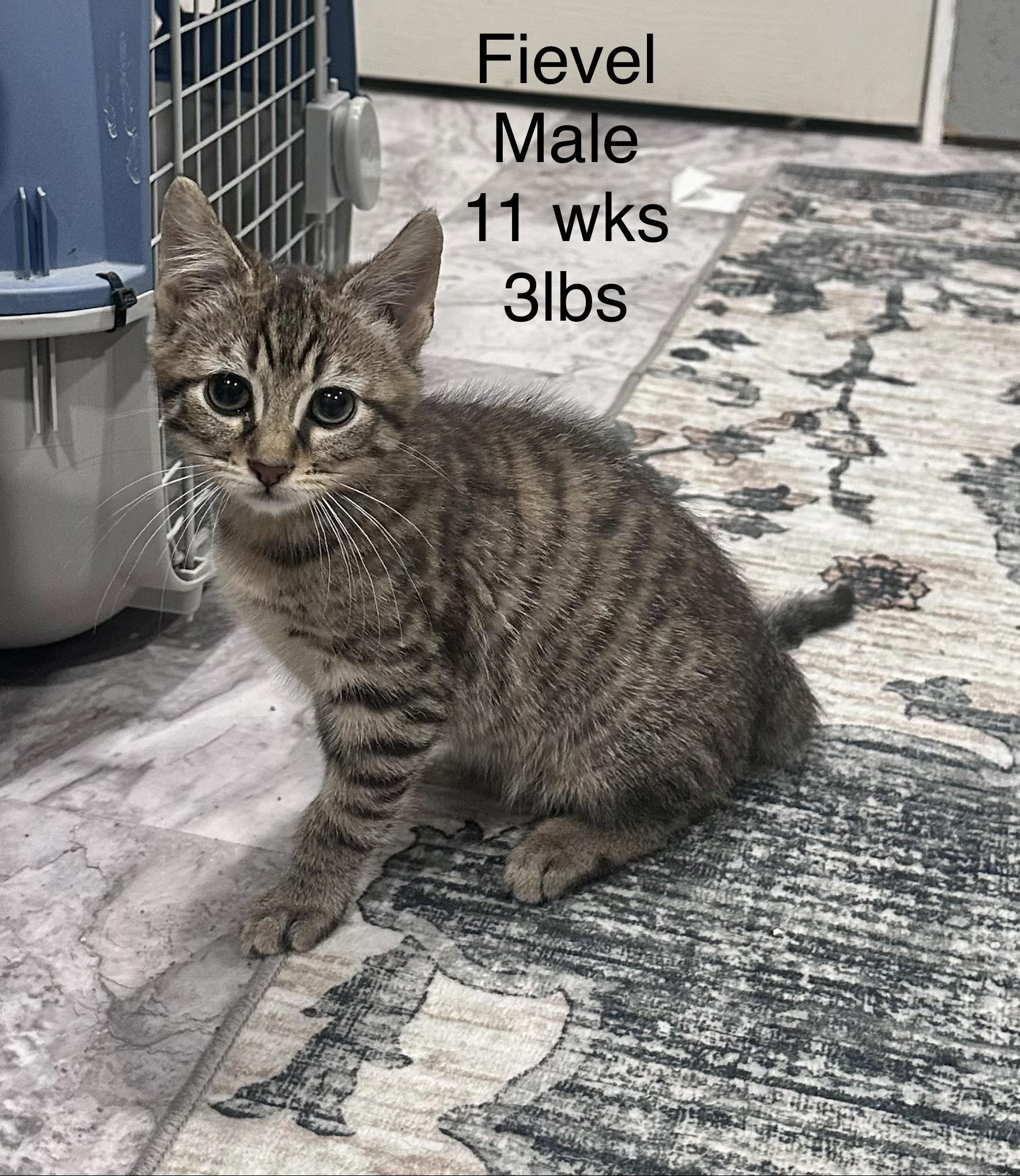 Fievel - playful and affectionate, Adoptable, Kitten Male Domestic Short Hair.