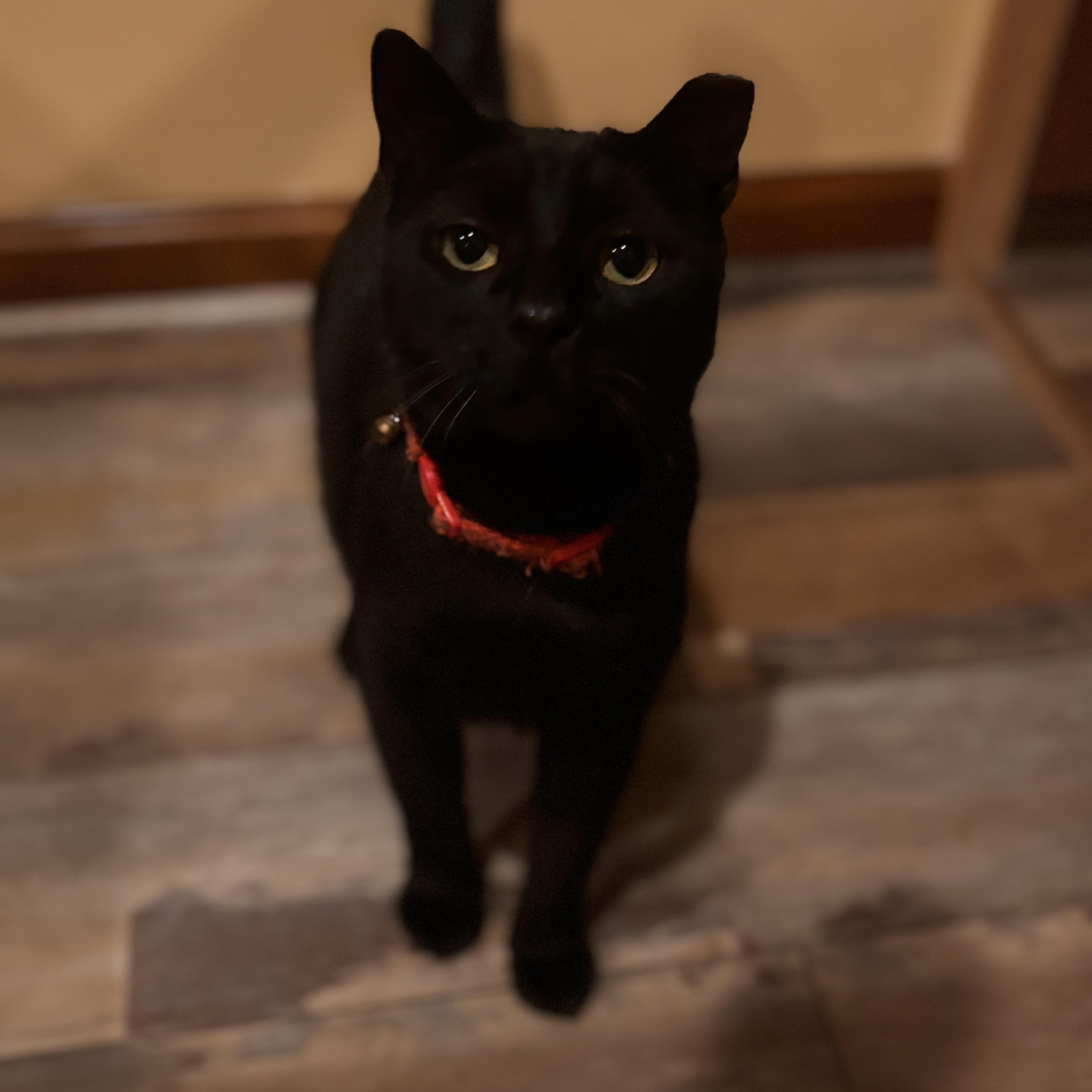 Enlarge Luna, a ADOPTABLE Domestic Short Hair in Sewell, NJ image 3/3