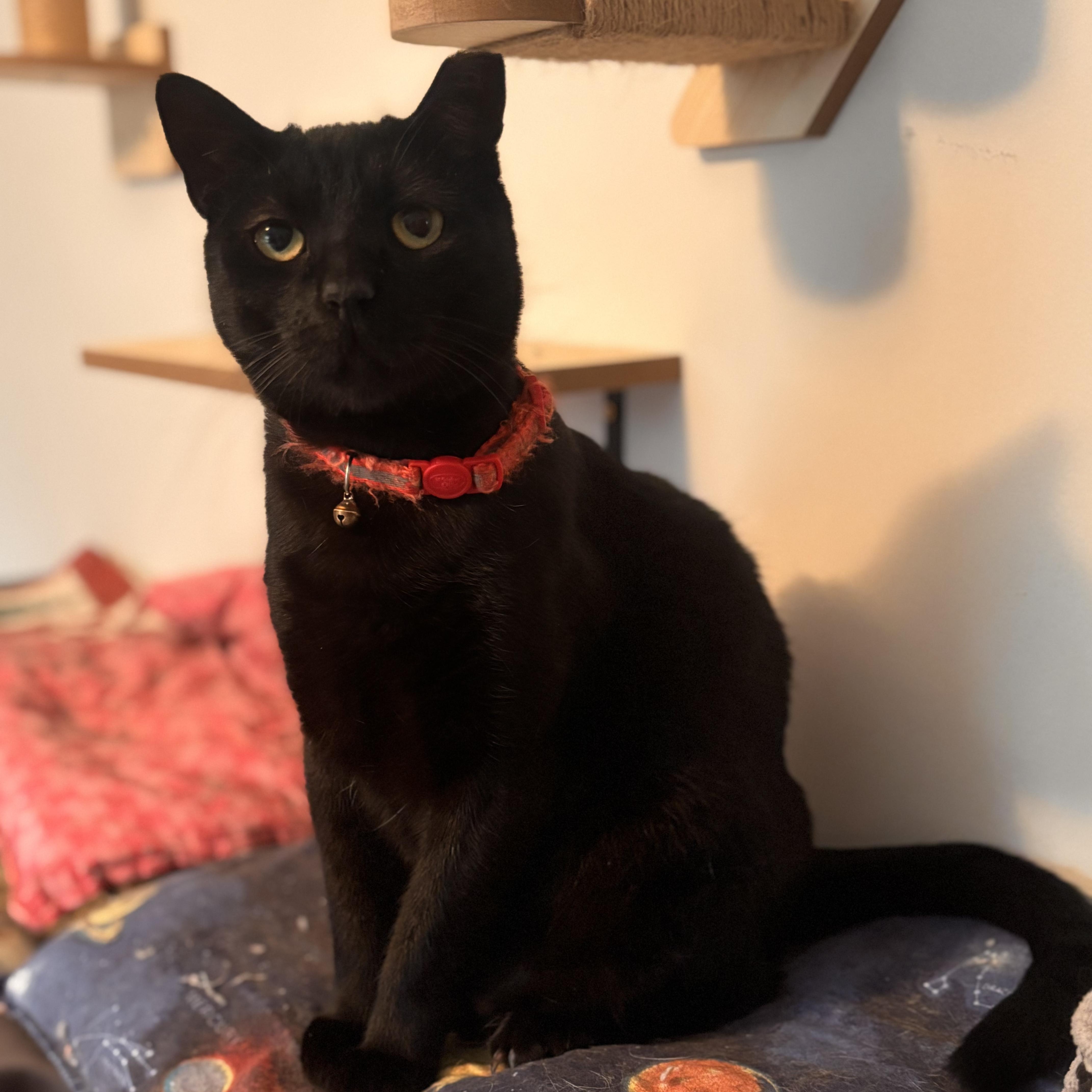 Enlarge Luna, a ADOPTABLE Domestic Short Hair in Sewell, NJ image 2/3