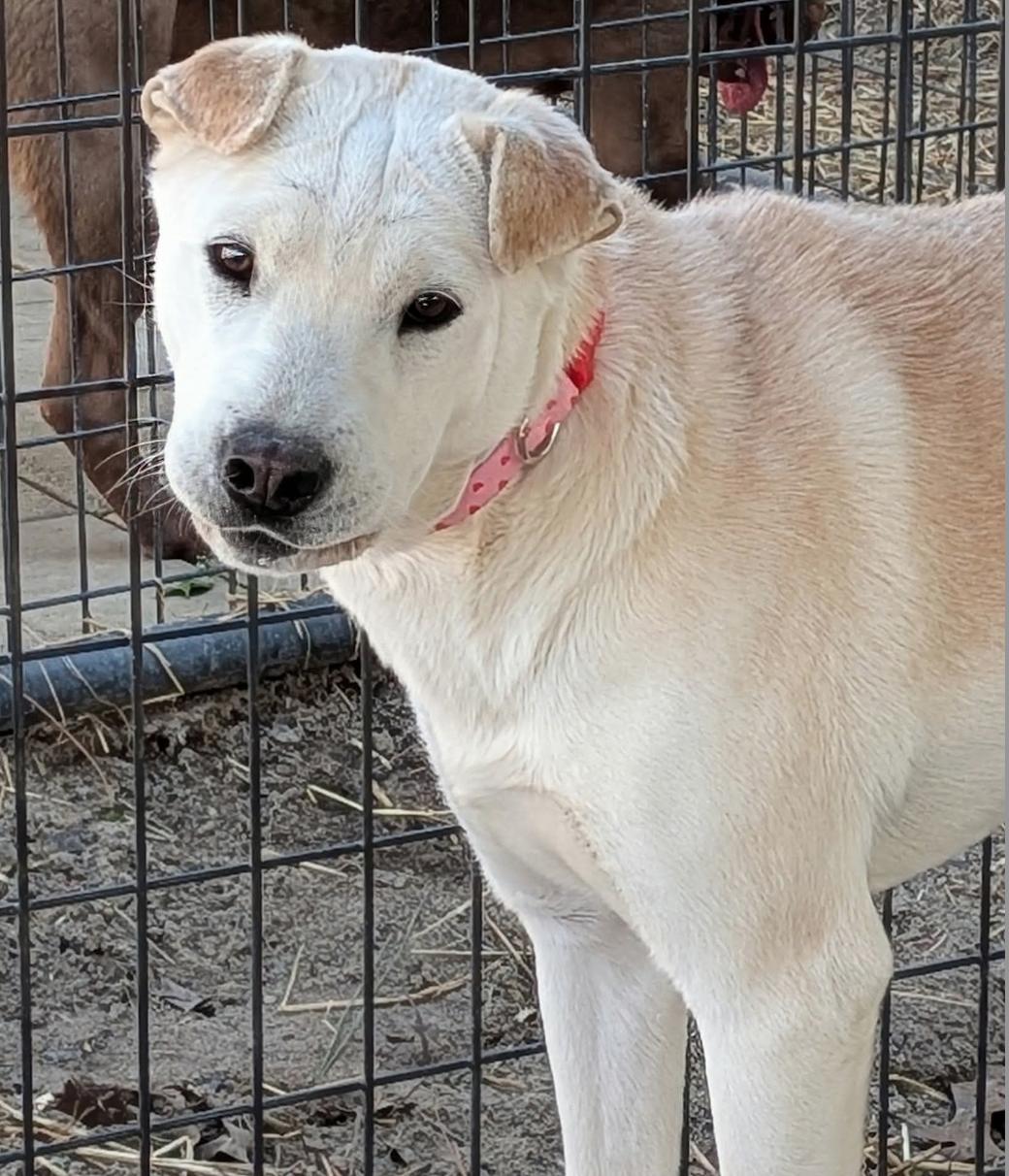 Enlarge Sally Girl, a ADOPTABLE Shar-Pei in Cameron, NC image 1/1