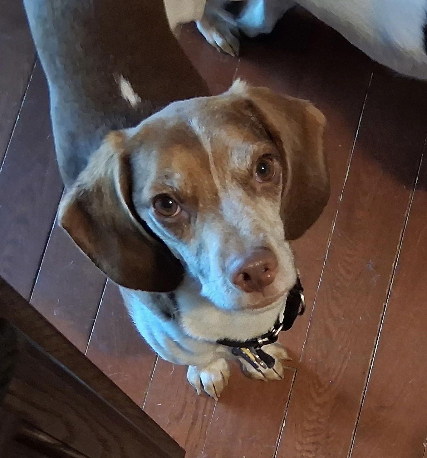 SNOOPY-Pending Adoption, a Adopted Beagle in Amherst, OH image 1/3