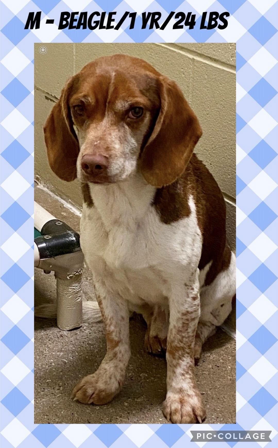 SNOOPY-Pending Adoption, a Adopted Beagle in Amherst, OH image 2/3