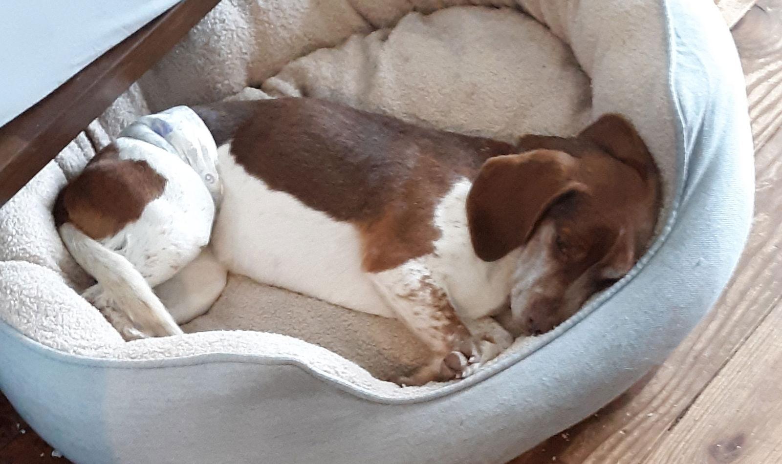 SNOOPY-Pending Adoption, a Adopted Beagle in Amherst, OH image 3/3